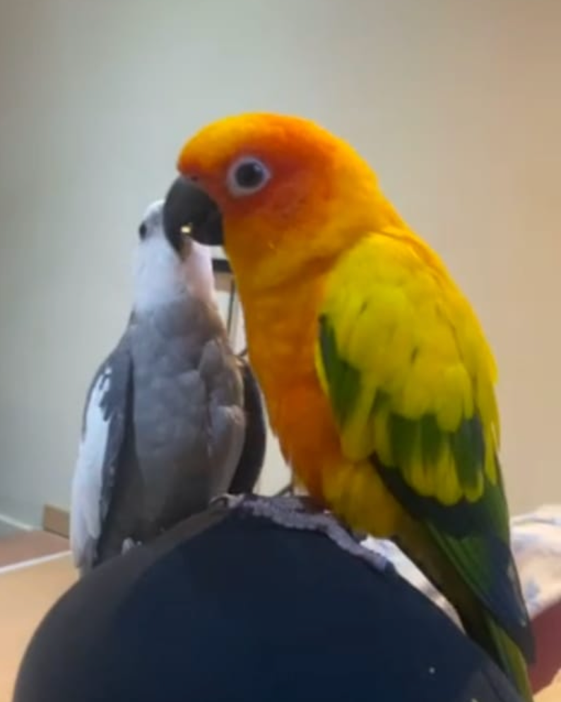 Cotorra y ninfa
