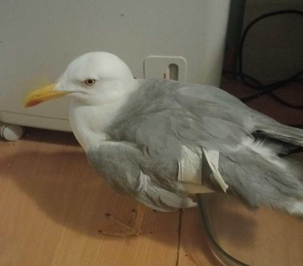 Gaviota patiamarilla